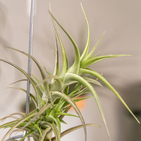 Tillandsia Bergeri
