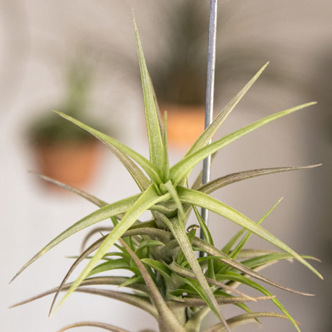 Tillandsia Bergeri