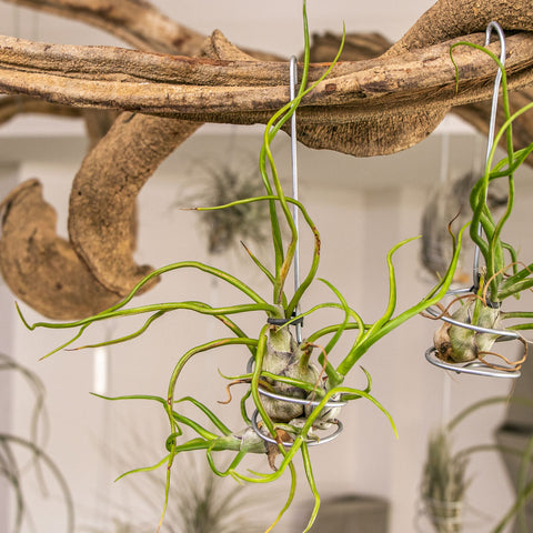 Tillandsia Bulbosa
