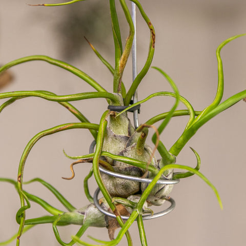 Tillandsia Bulbosa