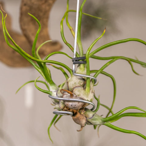 Tillandsia Bulbosa