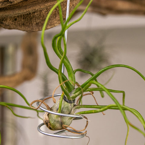 Tillandsia Bulbosa