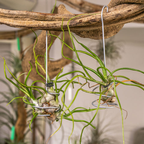 Tillandsia Bulbosa
