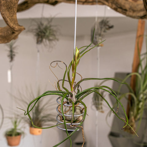 Tillandsia Bulbosa Giant