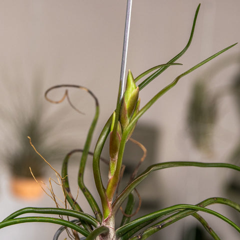 Tillandsia Bulbosa Giant