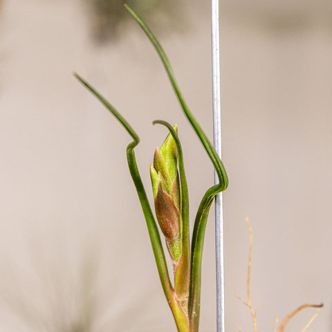 Tillandsia Bulbosa Giant