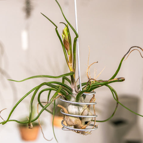 Tillandsia Bulbosa Giant