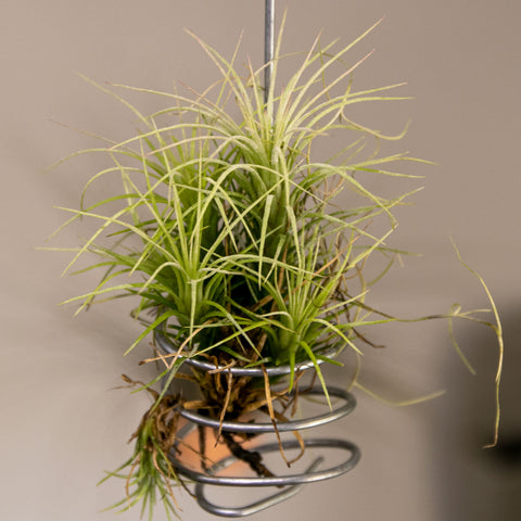 Tillandsia Funckiana