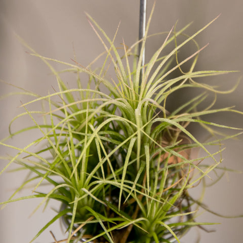 Tillandsia Funckiana