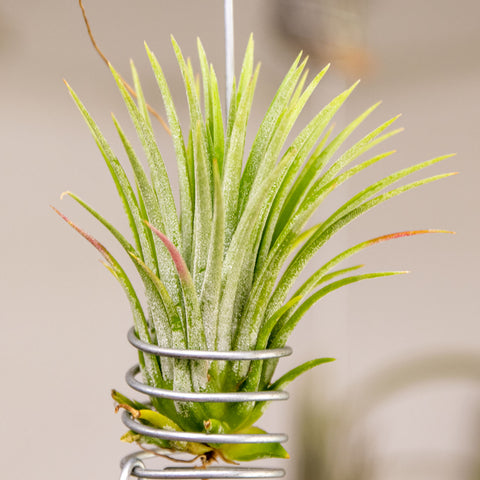 Tilandsia Ionantha Fuego
