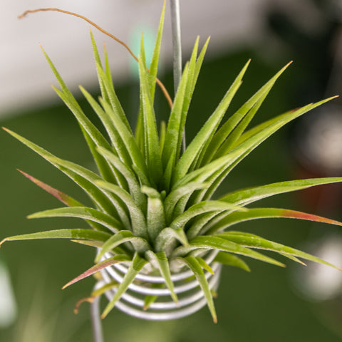 Tilandsia Ionantha Fuego