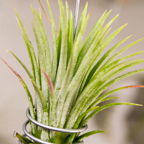 Tilandsia Ionantha Fuego