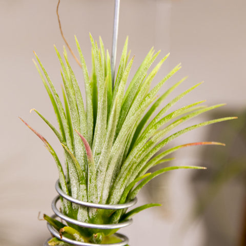 Tilandsia Ionantha Fuego