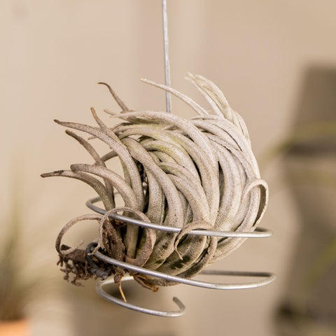 Tillandsia Carminea