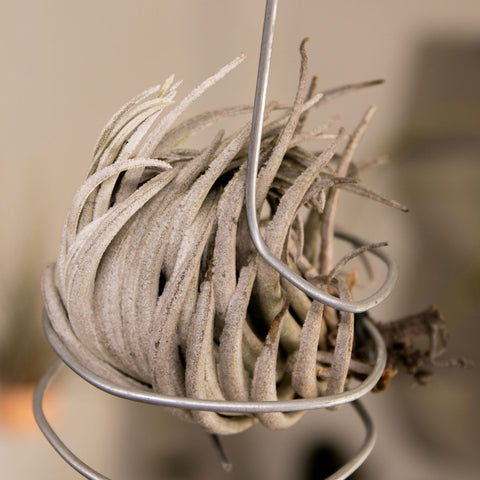 Tillandsia Carminea
