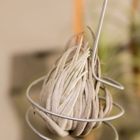 Tillandsia Carminea