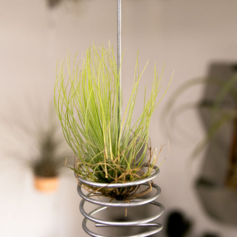 Tillandsia Andreana
