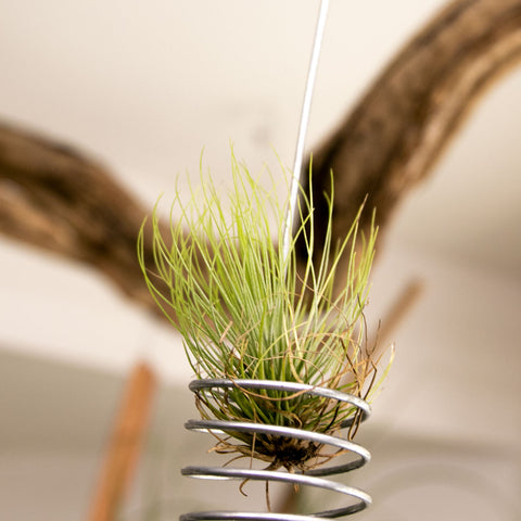 Tillandsia Andreana