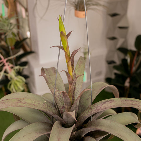 Vriesea Saundersii