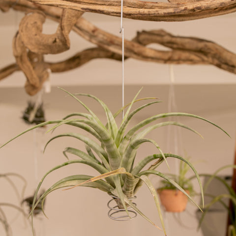 Tillandsia Flexuosa