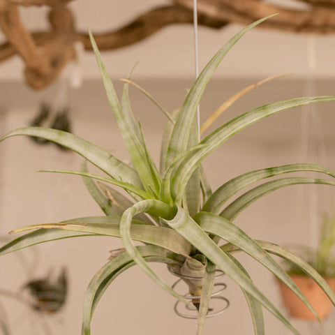 Tillandsia Flexuosa