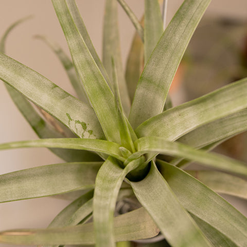 Tillandsia Flexuosa