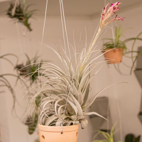 Tillandsia Gardnerii Rupícula