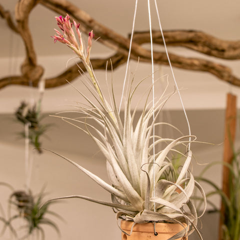 Tillandsia Gardnerii Rupícula