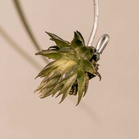 Tillandsia Reclinata