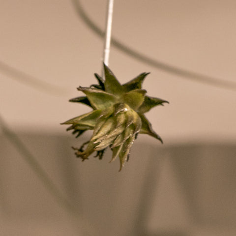 Tillandsia Reclinata