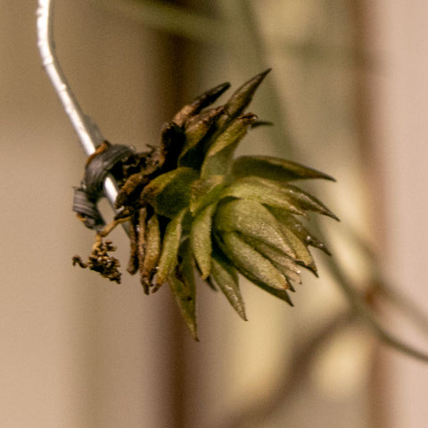 Tillandsia Reclinata