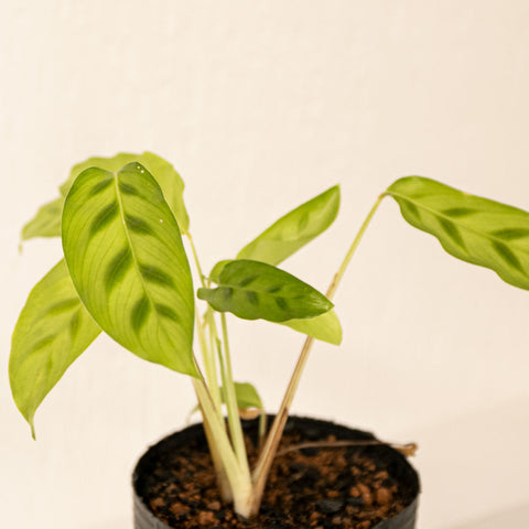 Calathea leopardina
