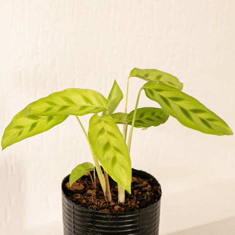 Calathea leopardina
