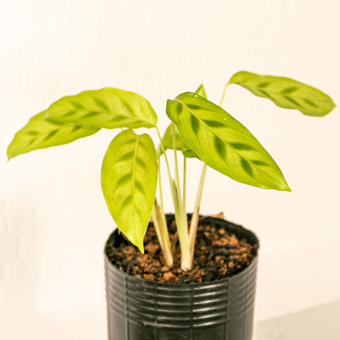Calathea leopardina
