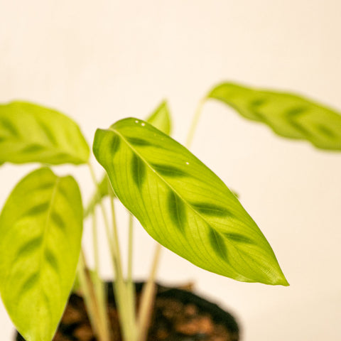 Calathea leopardina