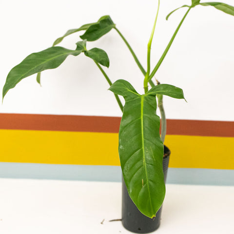 Philodendron anisotomum