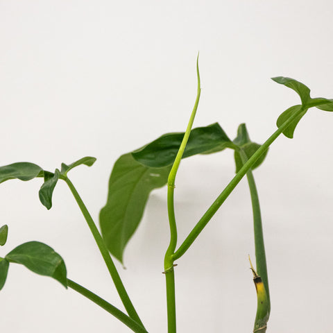 Philodendron anisotomum