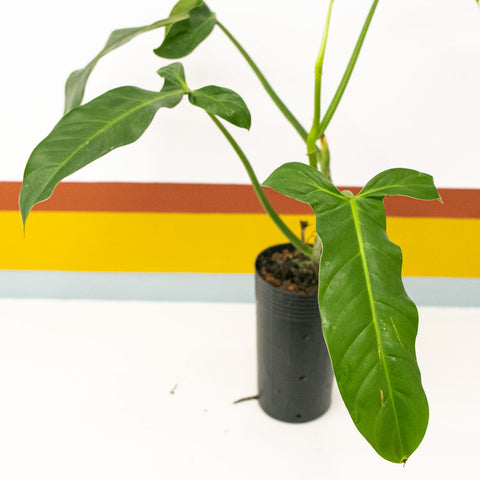 Philodendron anisotomum