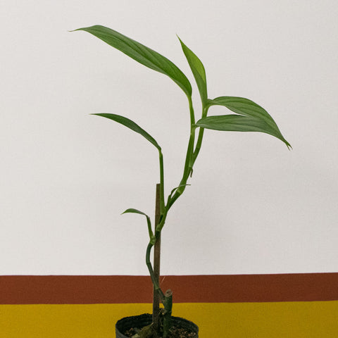 Epipremnum amplissimum (Jibóia)