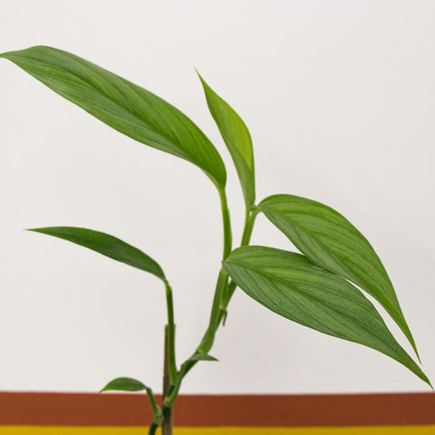Epipremnum amplissimum (Jibóia)
