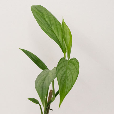 Epipremnum amplissimum