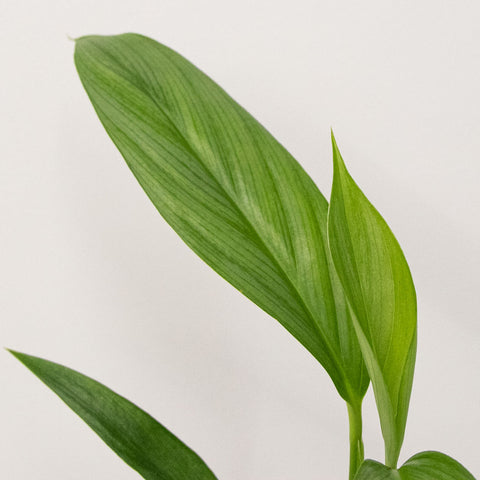 Epipremnum amplissimum