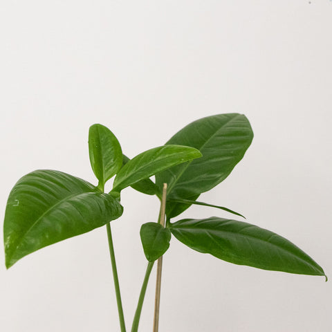 Philodendron auritum