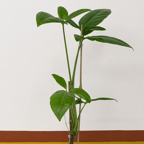 Philodendron auritum