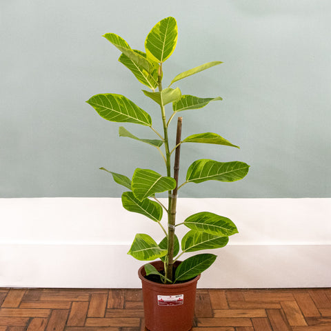 Ficus Altíssima