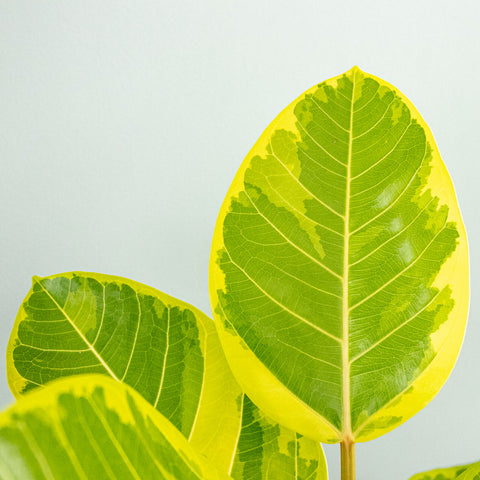 Ficus Altíssima - 1 haste
