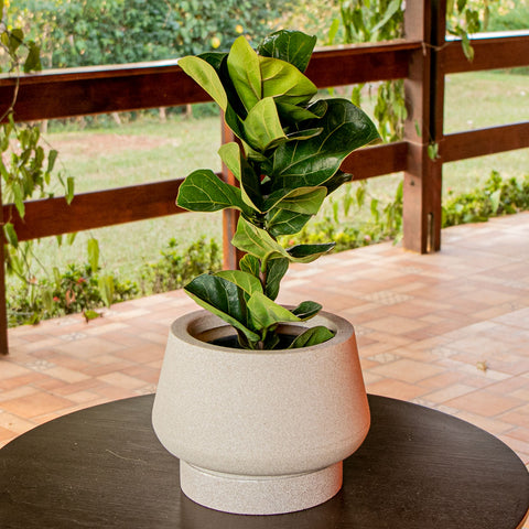 Ficus Lyrata baby - somente a planta