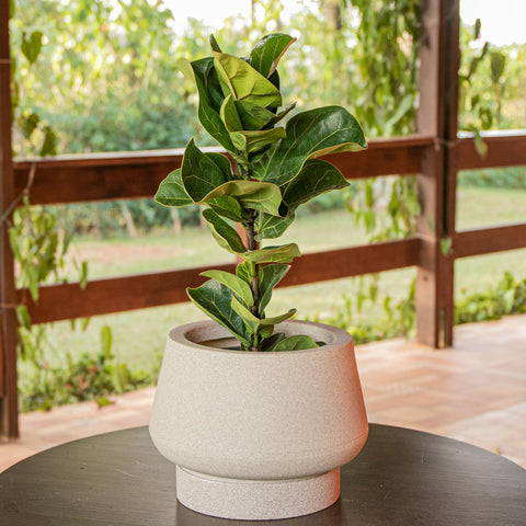 Ficus Lyrata baby - somente a planta