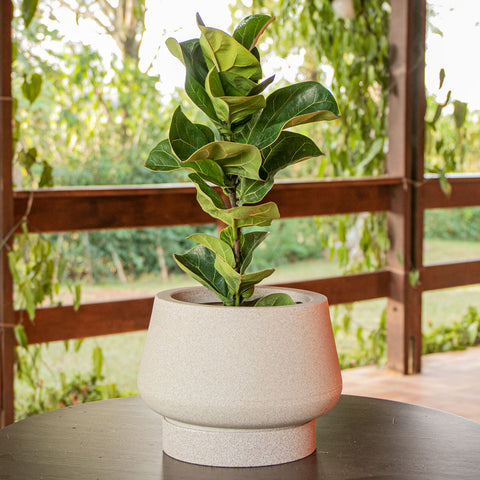 Ficus Lyrata