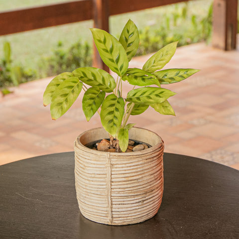 Calathea Leopardina + Cachepot em cimento